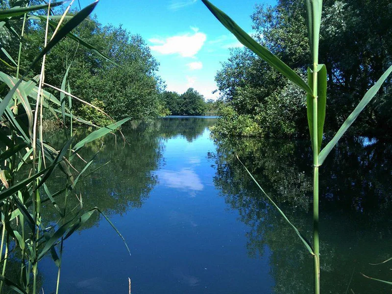 A large carp being held by an angler at Willow Lake, Fenland Fisheries