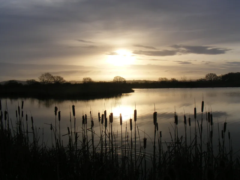 An intimate view of Paddock Specimen Lake at the Todber Manor complex