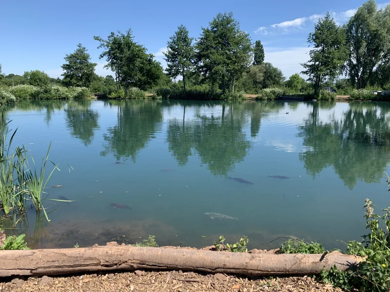 A scenic view of the mature Elton Carp Lake
