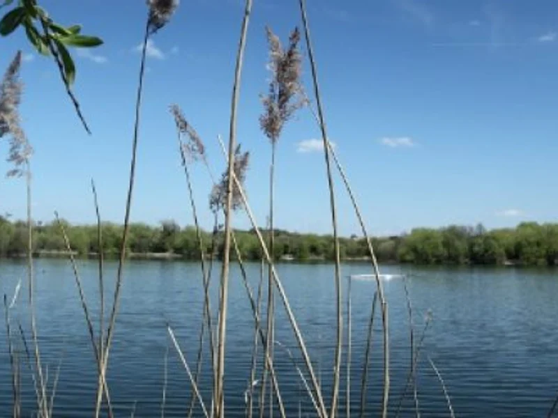 A scenic view of Thorney Weir, a premier day-ticket carp lake in the Colne Valley.