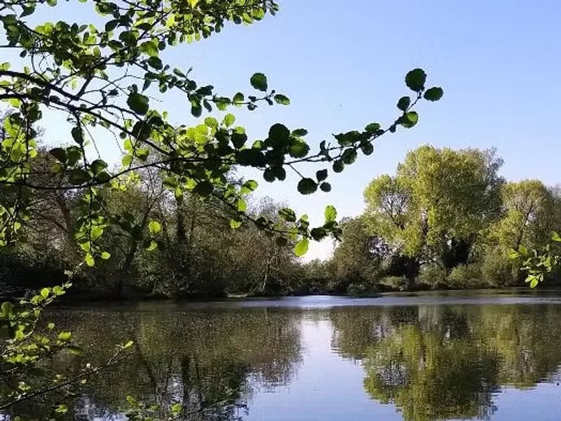A scenic view of the weedy margins at Terrapin Lake, Darenth Valley Complex.