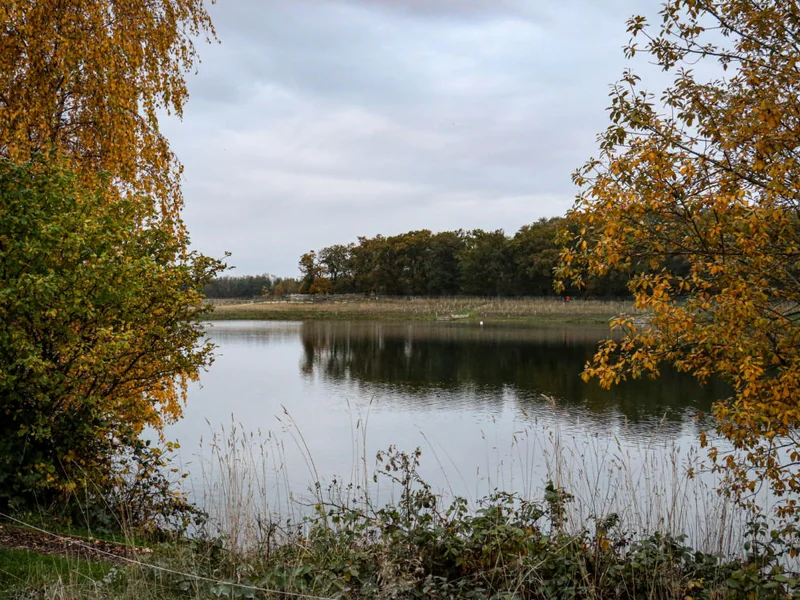 A tranquil lake surrounded by trees.